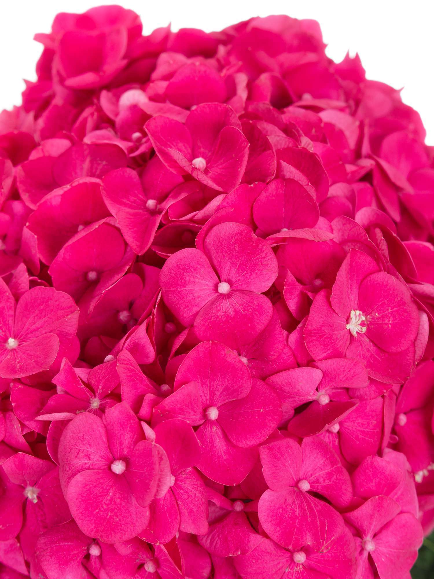 blumigo-hortensie-magical-cerise-schnittblume-pink image 3