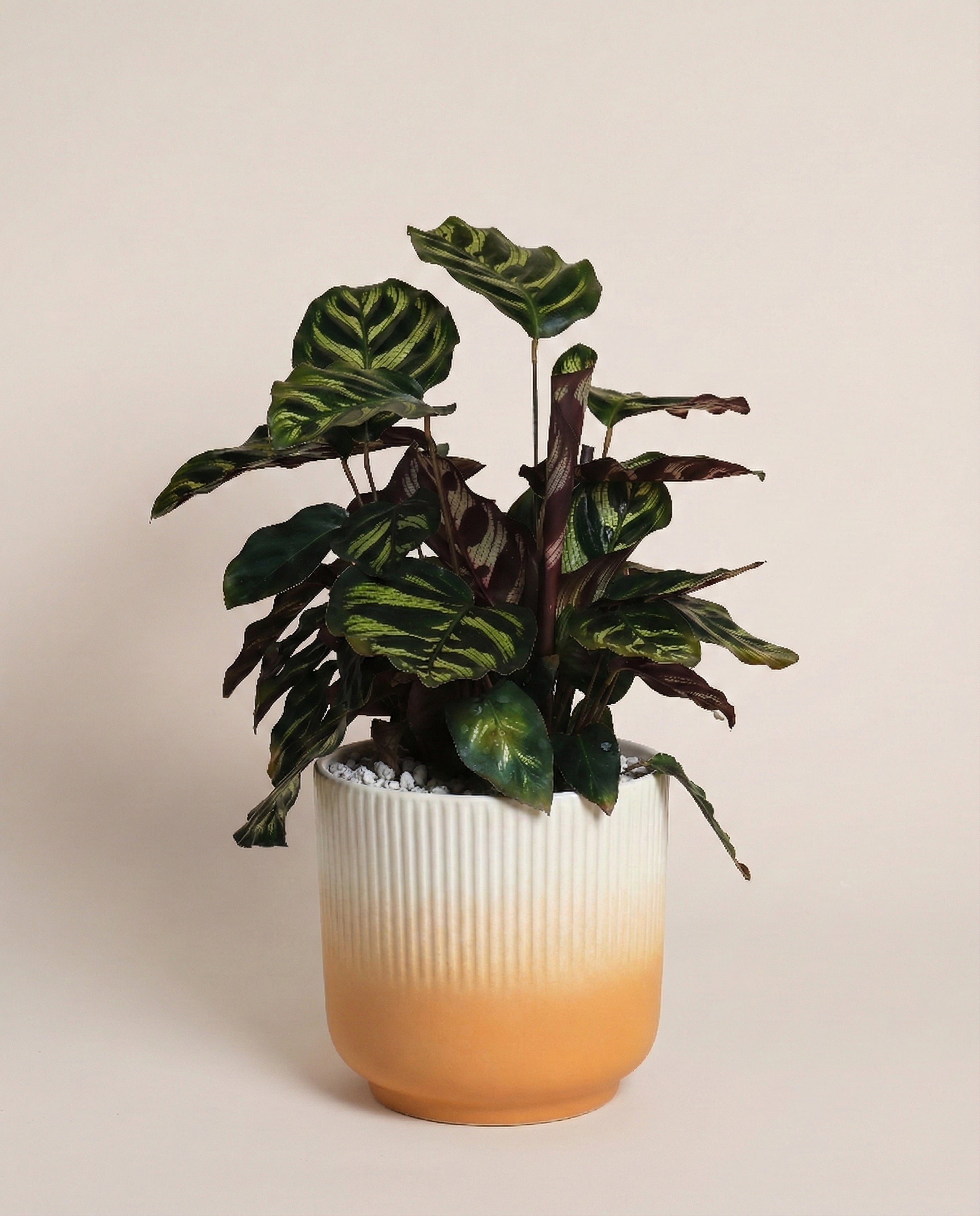 feey-variado-calathea-makoyana-korbmarante-ohne-bertopf image 7