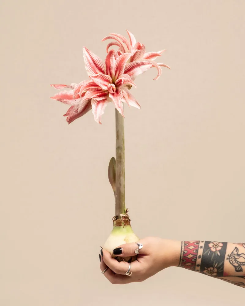 feey-amsterdam-amaryllis-blumenzwiebel-ohne-bertopf-winterbl-her image 1