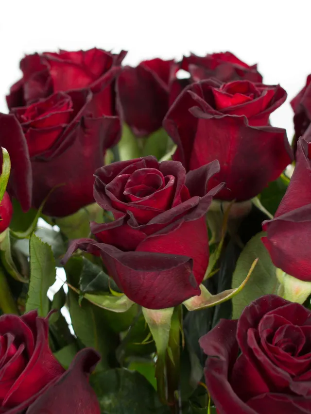 blumigo-rosen-black-baccara-dunkel-rot-schnittrose image 1