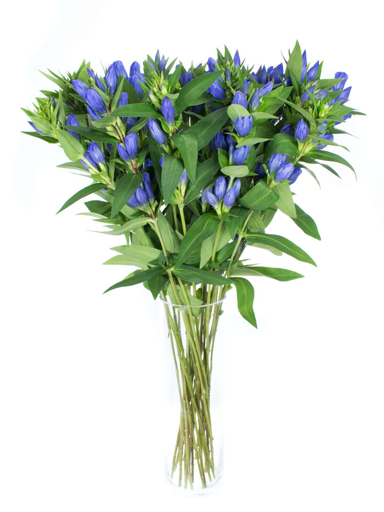 blumigo-blattwerk-enzian-blue-sky-stiel-blau image 3