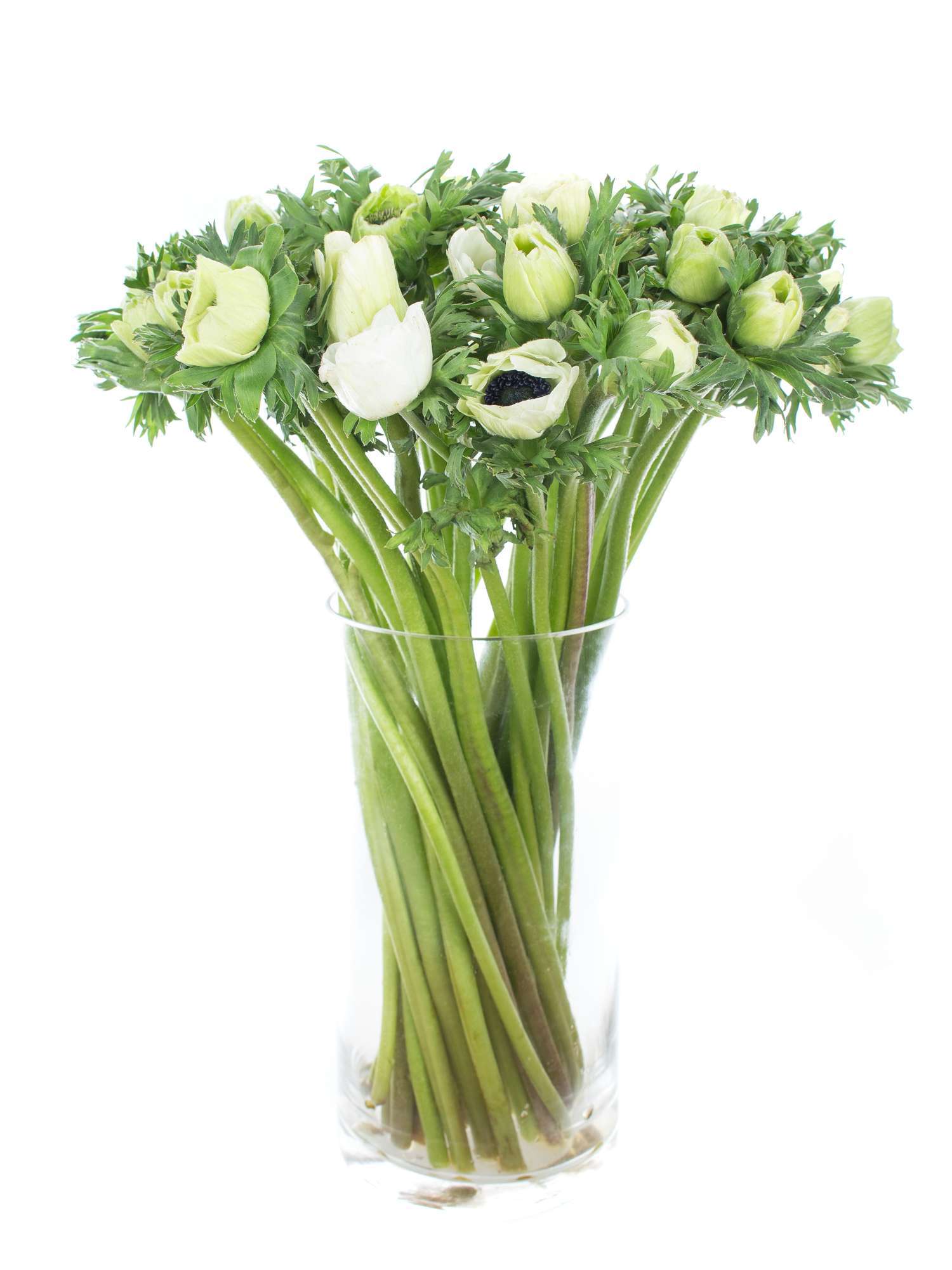 blumigo-anemonen-schnittblumen-wei-frisch image 7