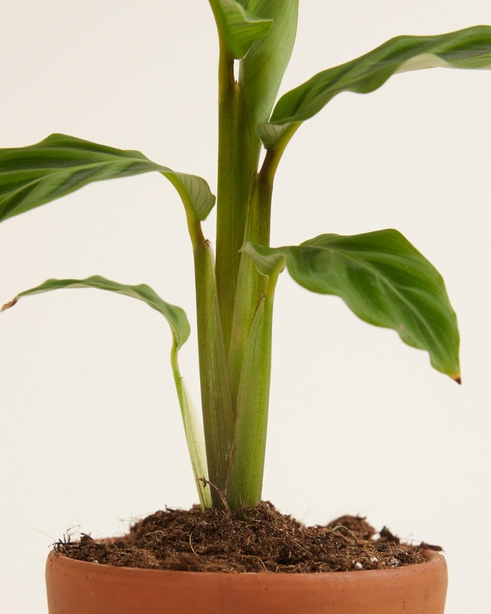 plnts-babyplnts-calathea-zebrina-zimmerpflanze-15-cm-gebetspflanze image 4