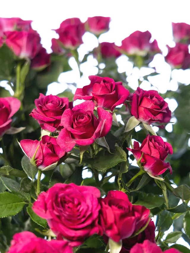 blumigo-rosen-cheyenne-schnittrosen-pink-verzweigt image 1