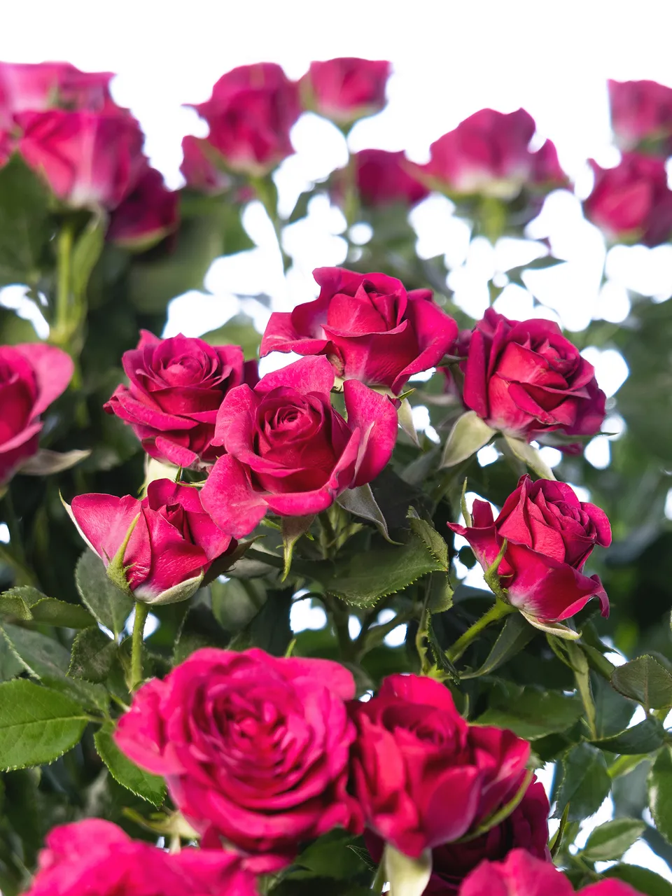 blumigo-rosen-cheyenne-schnittrosen-pink-verzweigt image 1