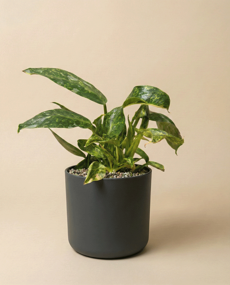 feey-variado-philodendron-jose-buono-zimmerpflanze-ohne-bertopf image 7