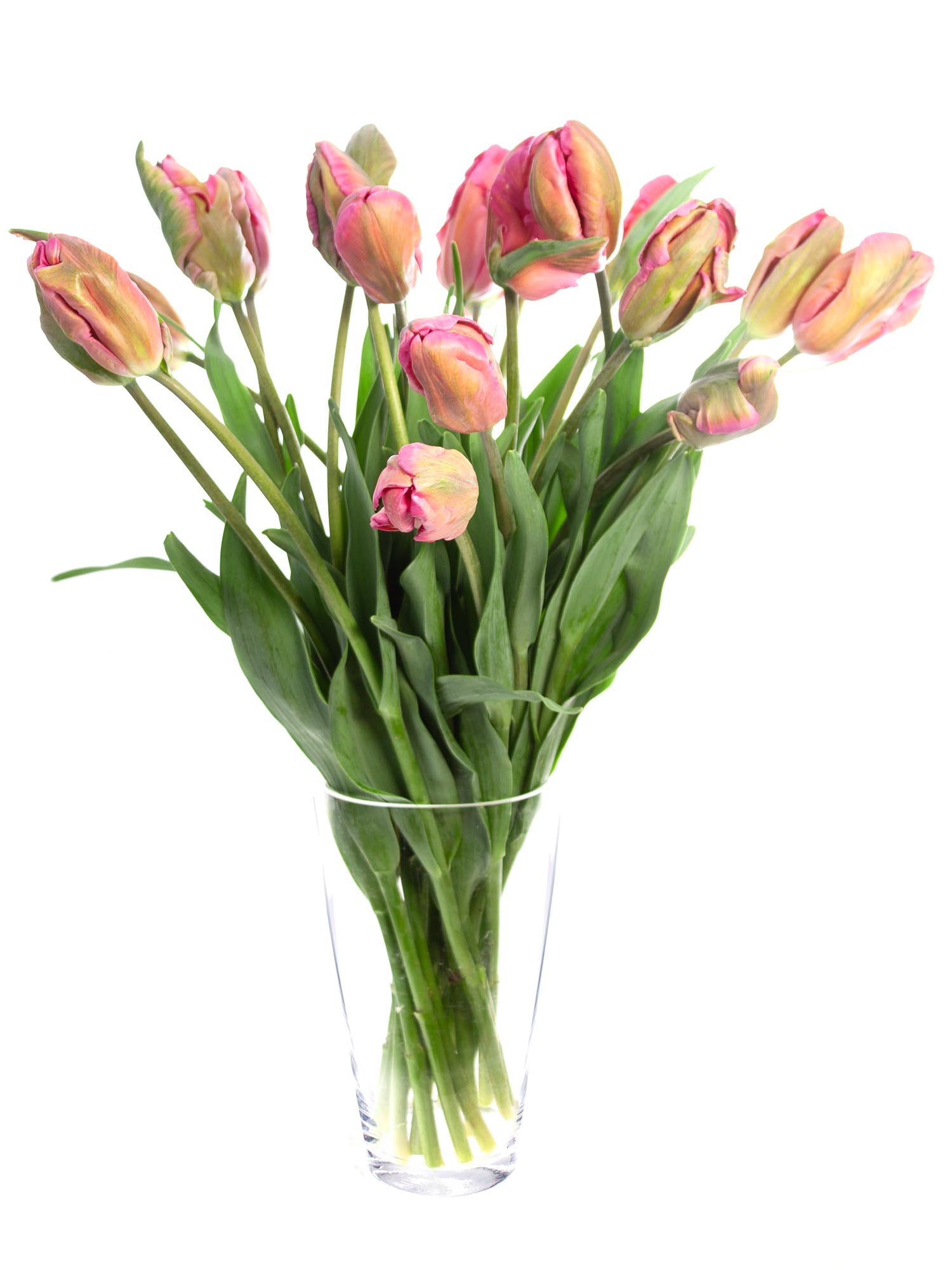 blumigo-tulpen-don-quichotte-papageien-tulpe-pink image 2