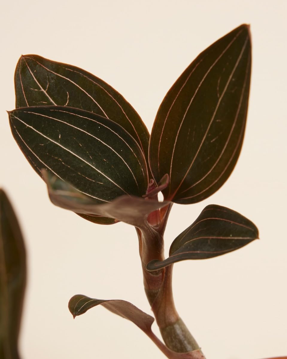 plnts-rareplnts-ludisia-discolor-orchidee-15-cm-juwelorchidee image 4