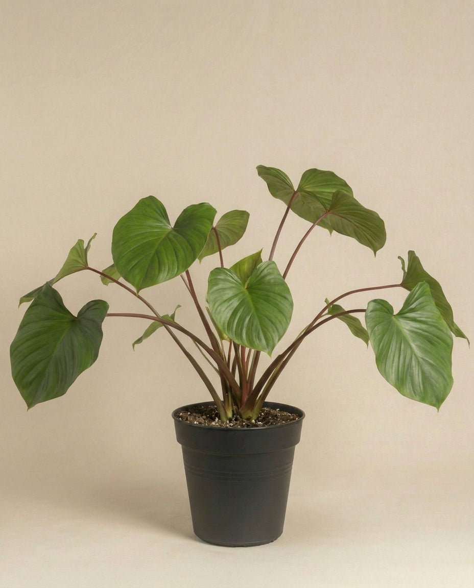 feey-variado-homalomena-maggy-zimmerpflanze-gr-n image 3