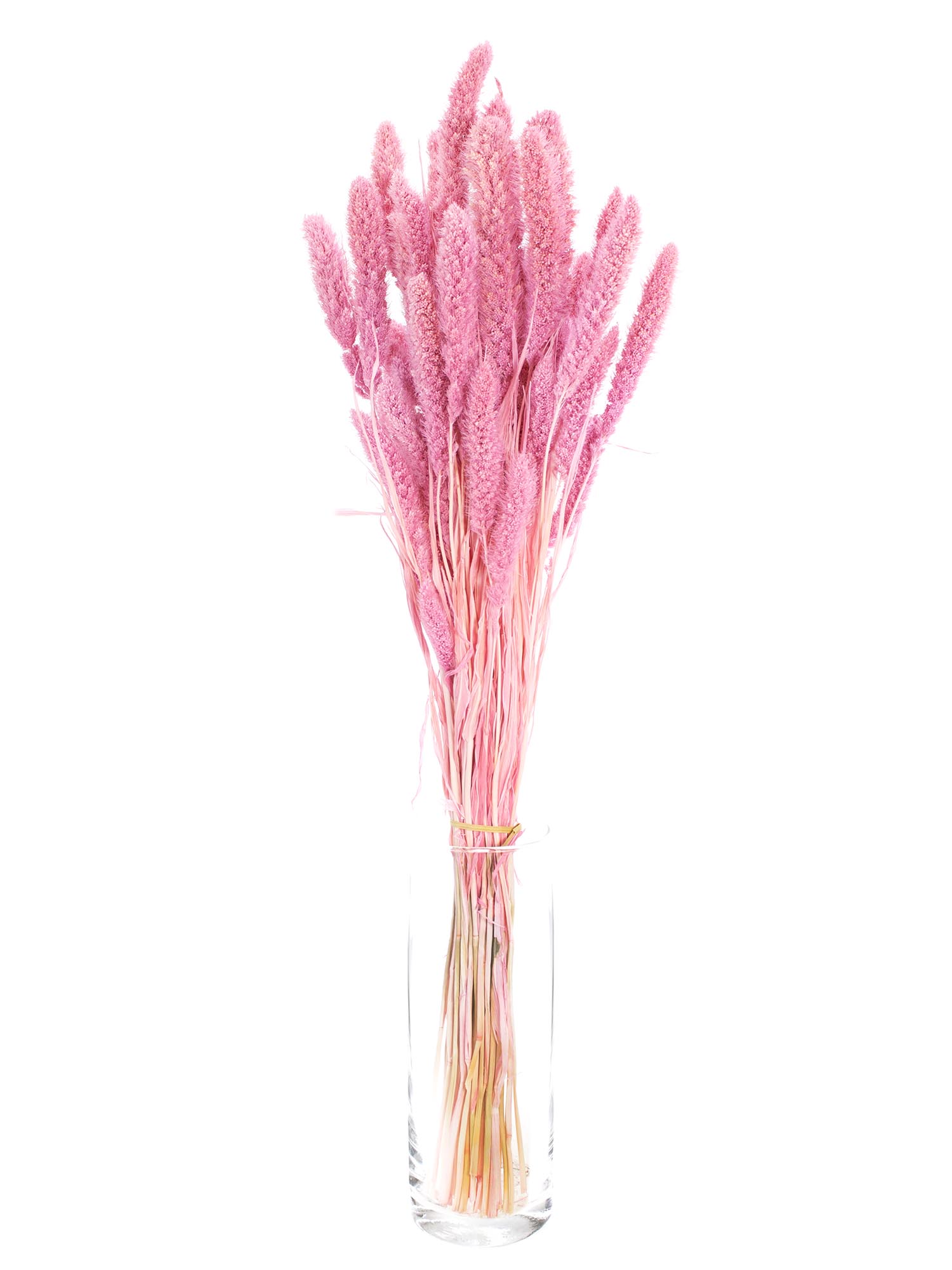 blumigo-setaria-borstenhirse-pink-trockengras image 2