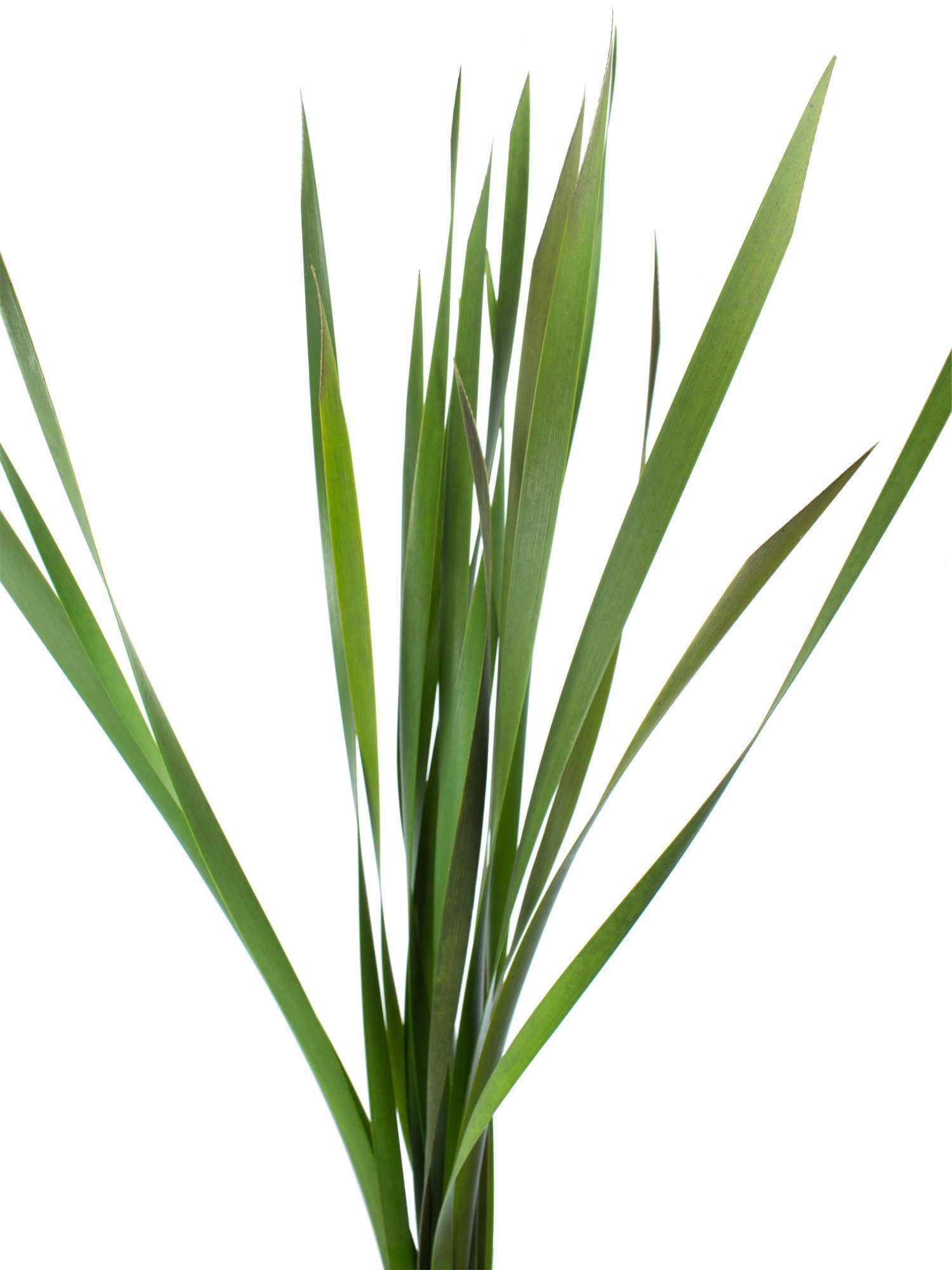 blumigo-blattwerk-und-bindegr-n-typhabl-tter-schnittgr-n-lang image 2