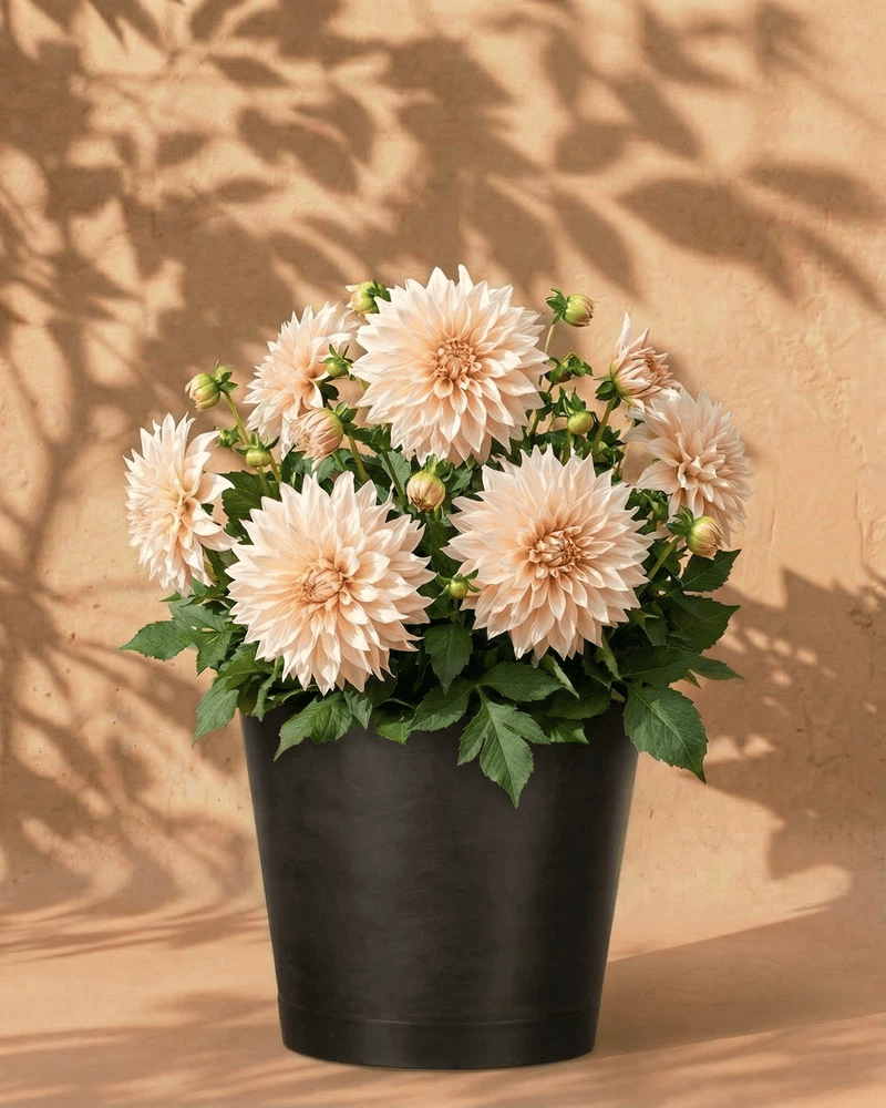 feey-amsterdam-dahlien-beige-3-stk-blumenzwiebeln-cafe-au-lait image 5