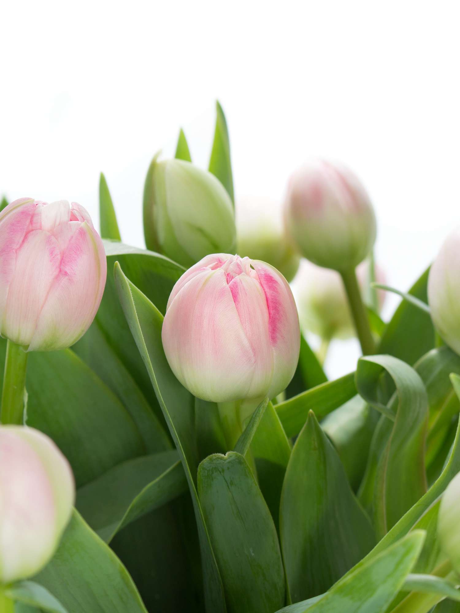 blumigo-tulpen-up-stripe-gef-llte-schnittblume-rosa image 1