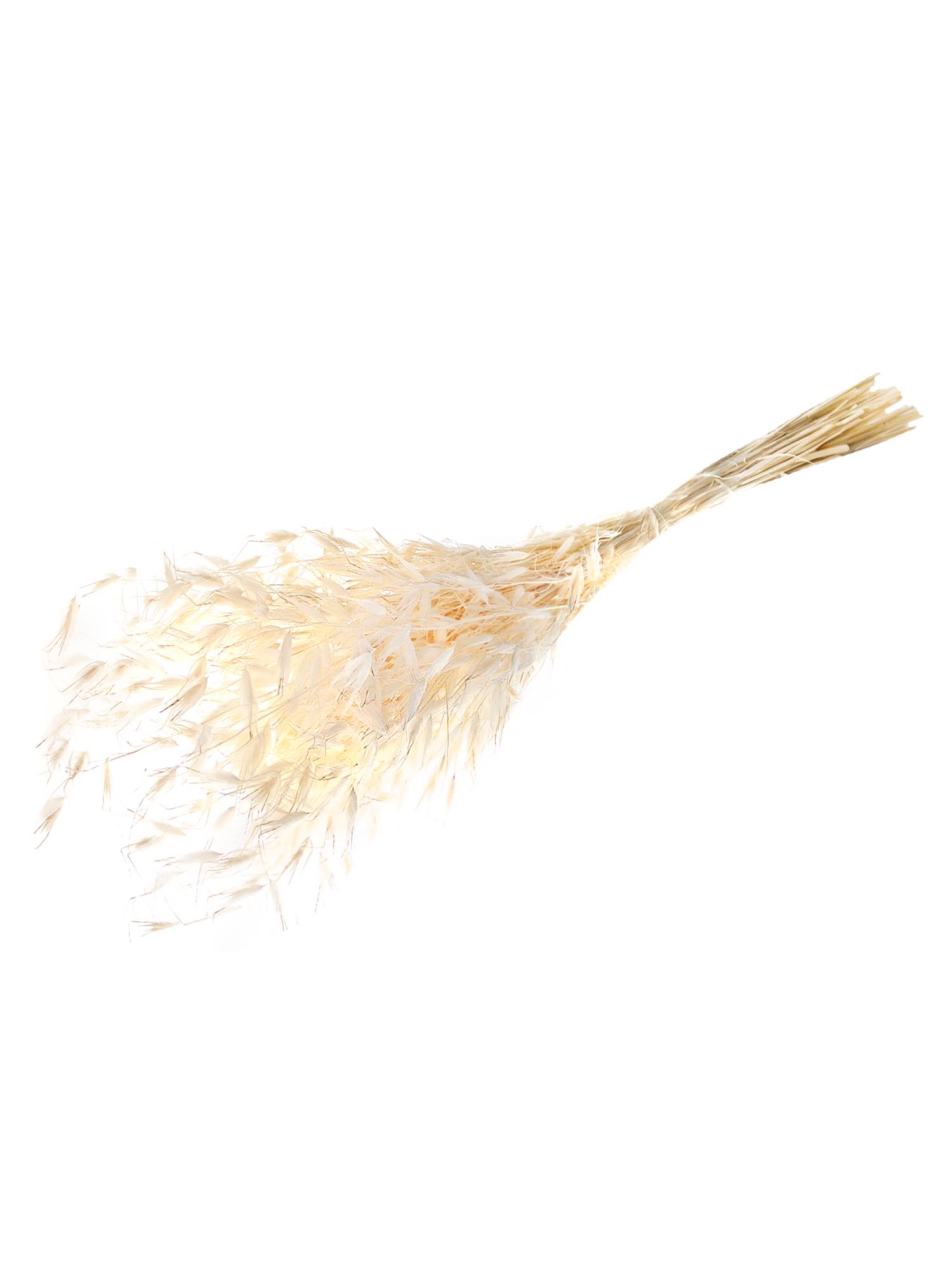 blumigo-trockenblumen-avena-hafer-trockenstrau-wei-creme-bund image 3
