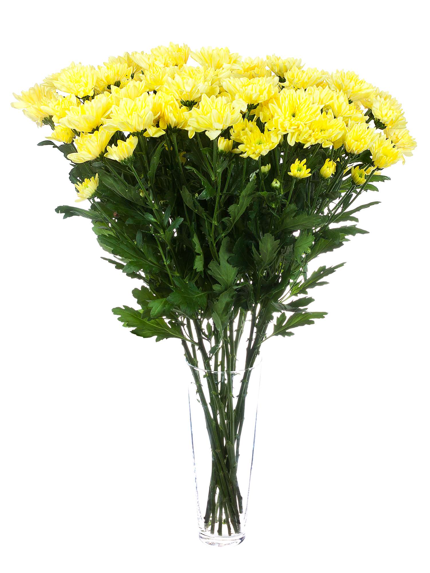 blumigo-chrysanthemen-baltica-yellow-schnittblume-gelb image 2