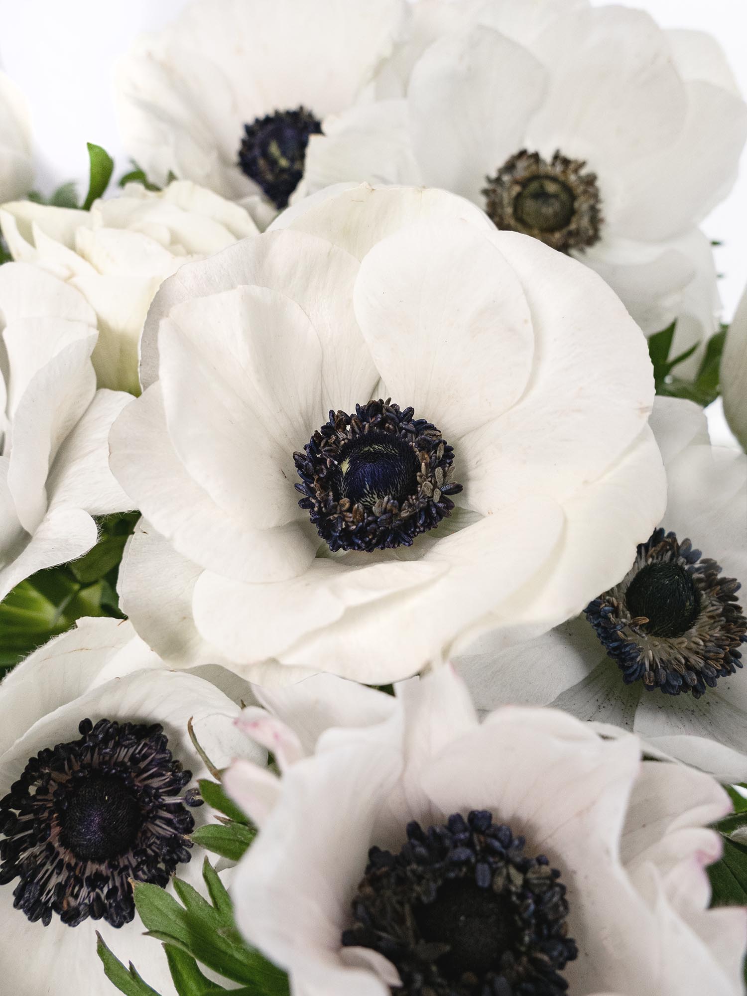 blumigo-anemonen-schnittblumen-wei-frisch image 6