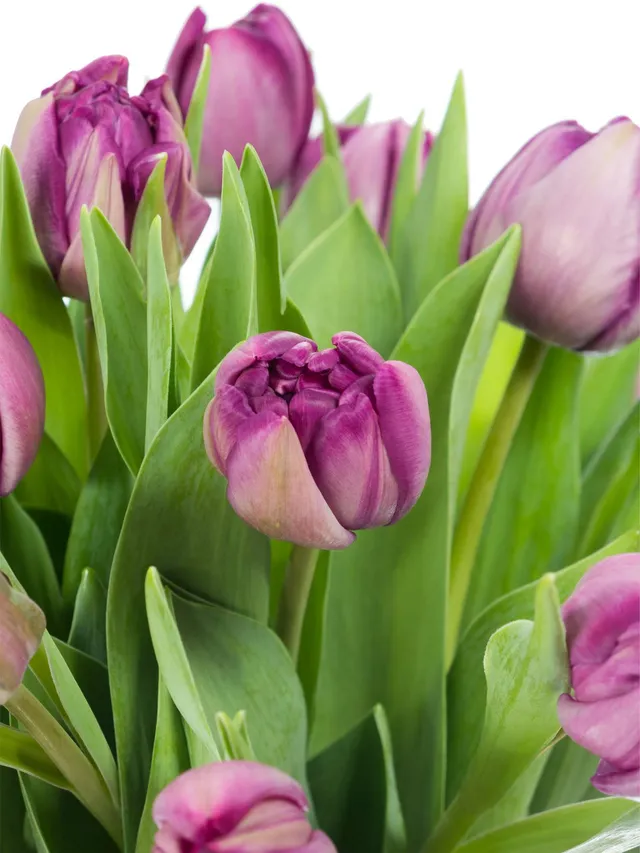blumigo-tulpen-blue-diamond-lila-gef-llte-schnittblume image 1