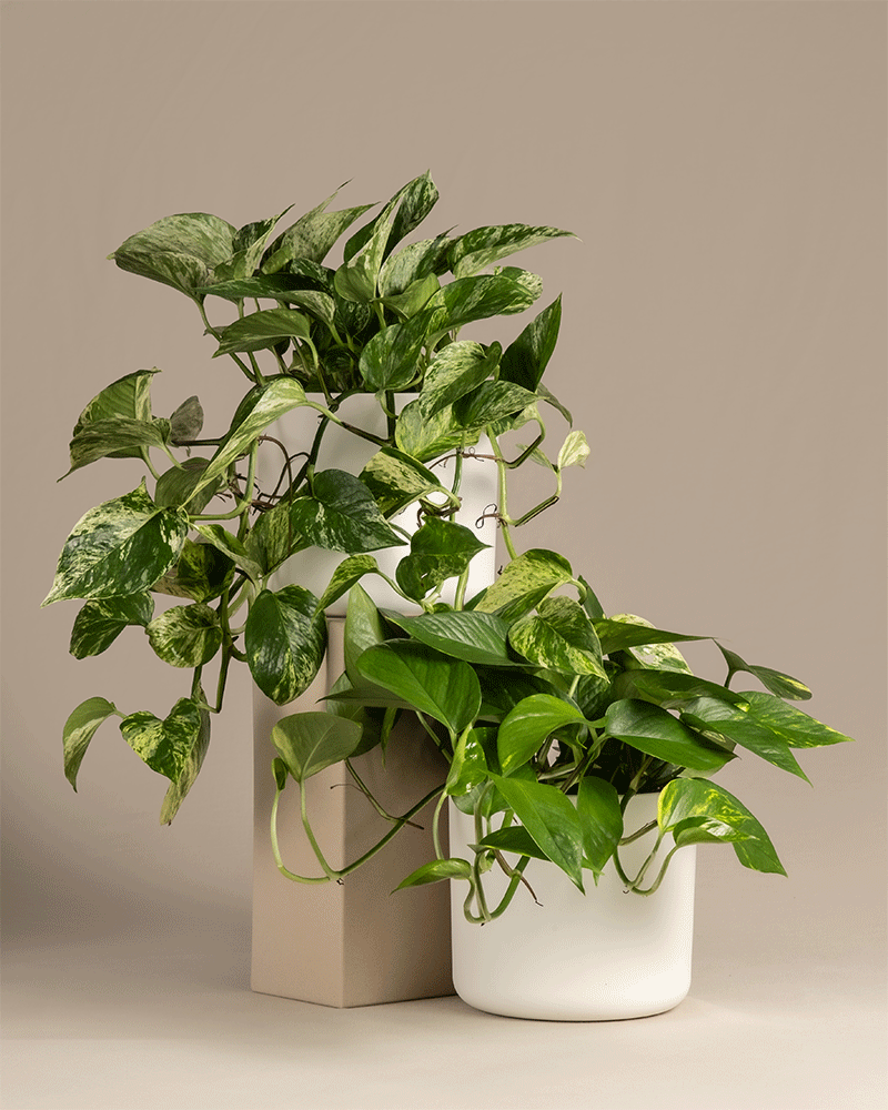 feey-variado-h-nger-duo-efeututen-2er-set-ohne-bertopf image 8