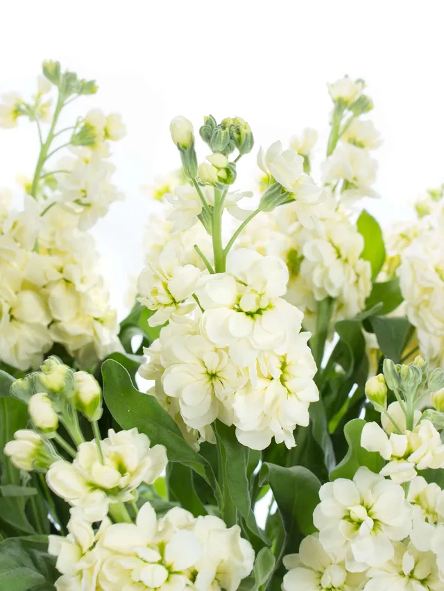 blumigo-levkojen-centrum-cream-schnittblume-creme-duft image 1