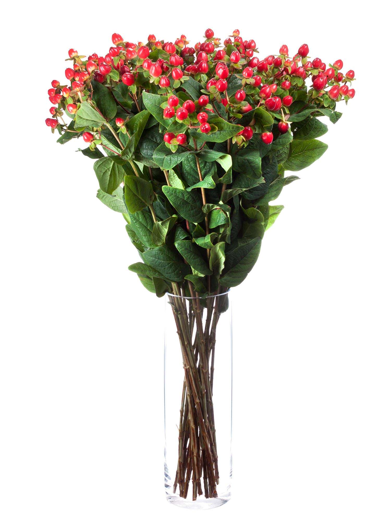 blumigo-greenery-hypericum-magical-triumph-rot-schnittgr-n image 2