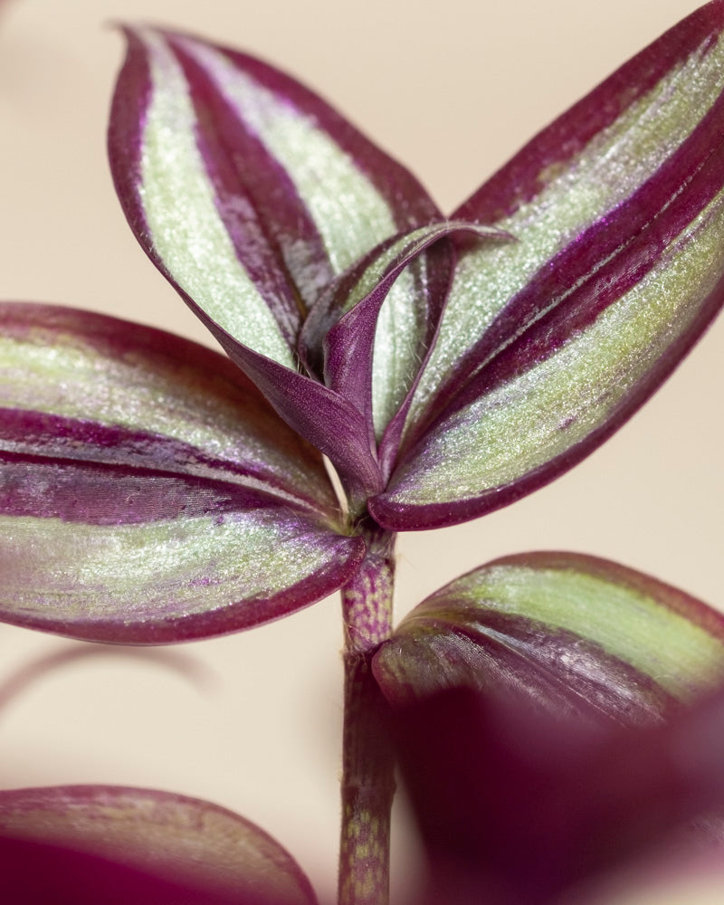 feey-variado-tradescantia-zebrina-zimmerpflanze-ohne-bertopf image 2