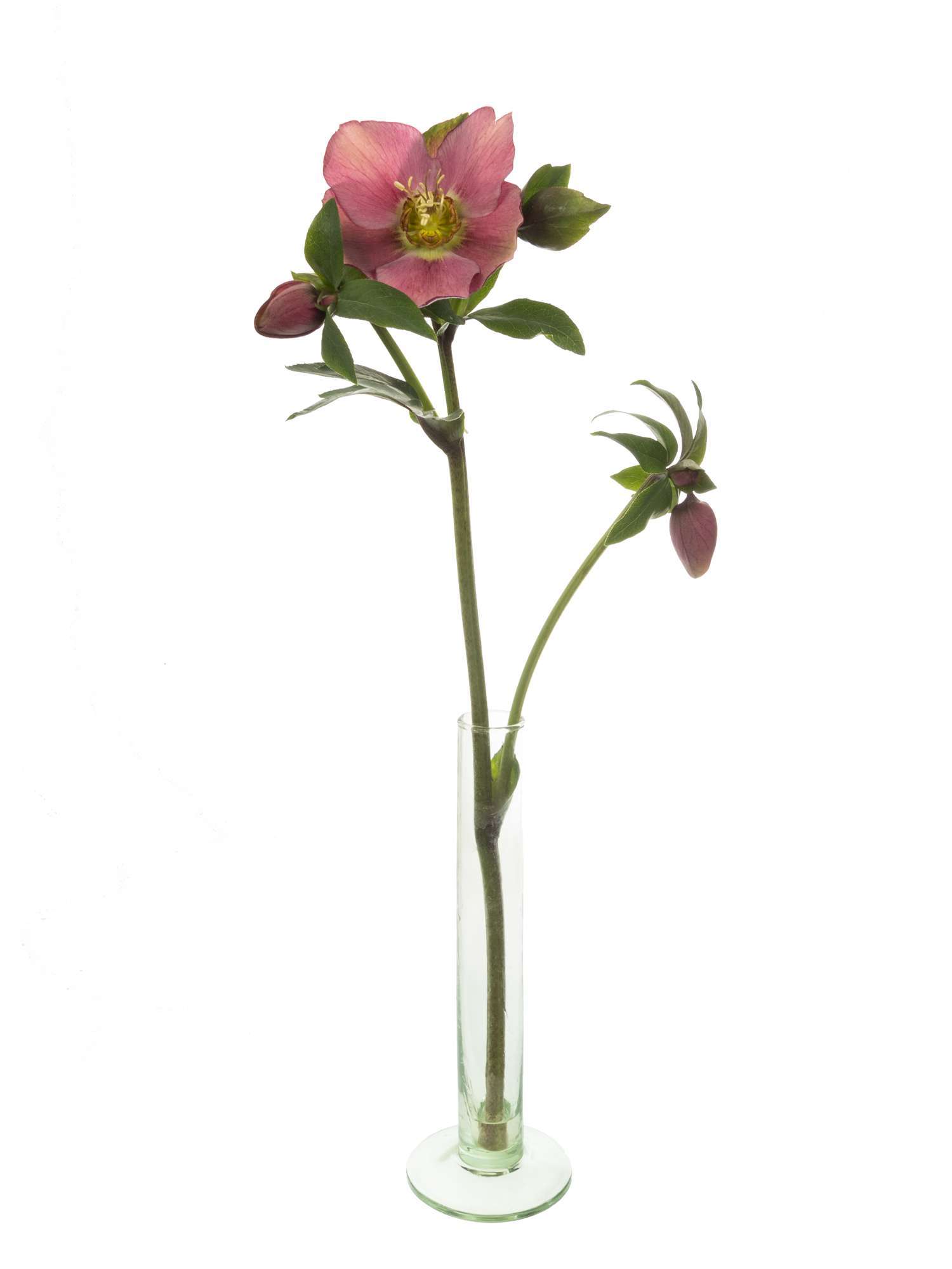 blumigo-christrosen-queens-red-rot-pink-schnittblume image 3