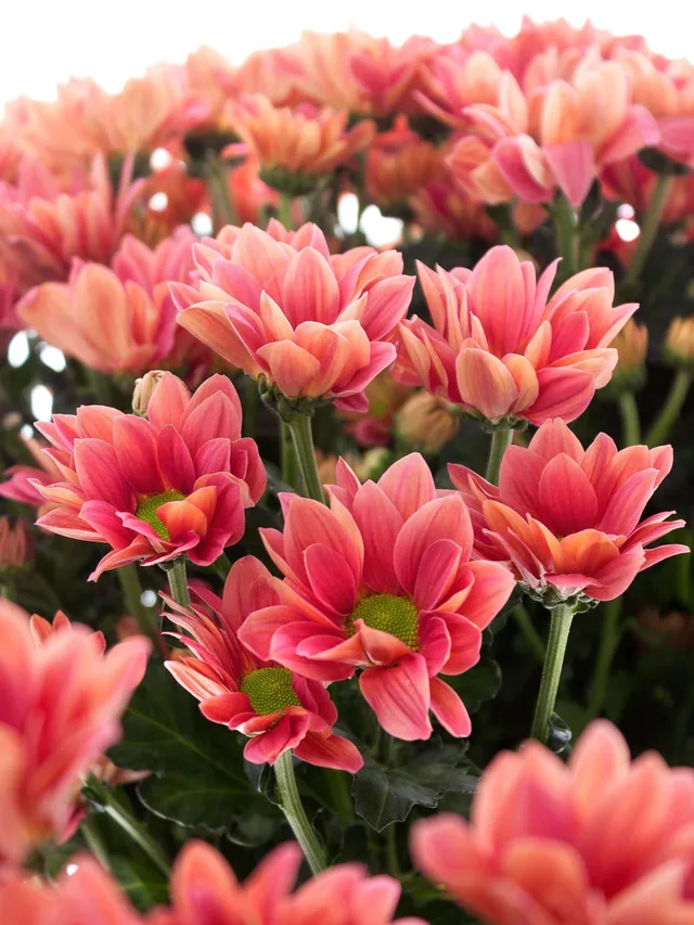 blumigo-chrysanthemen-grand-cherry-schnittblume-korall-creme image 1