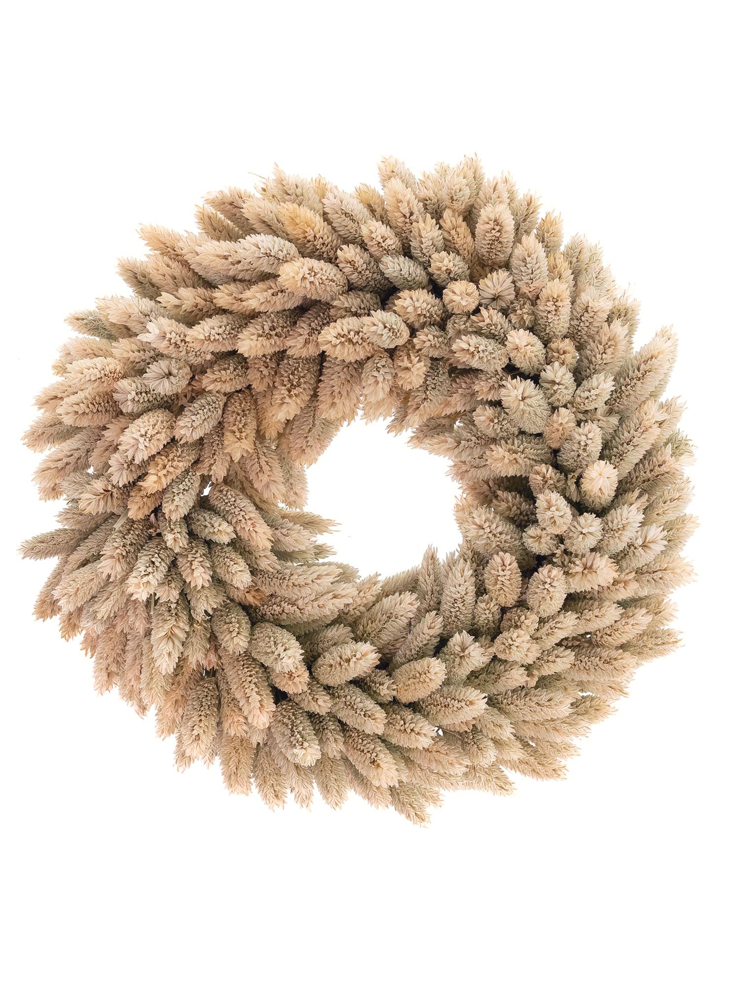 blumigo-trockenblumen-phalariskranz-natur-getrocknet image 1