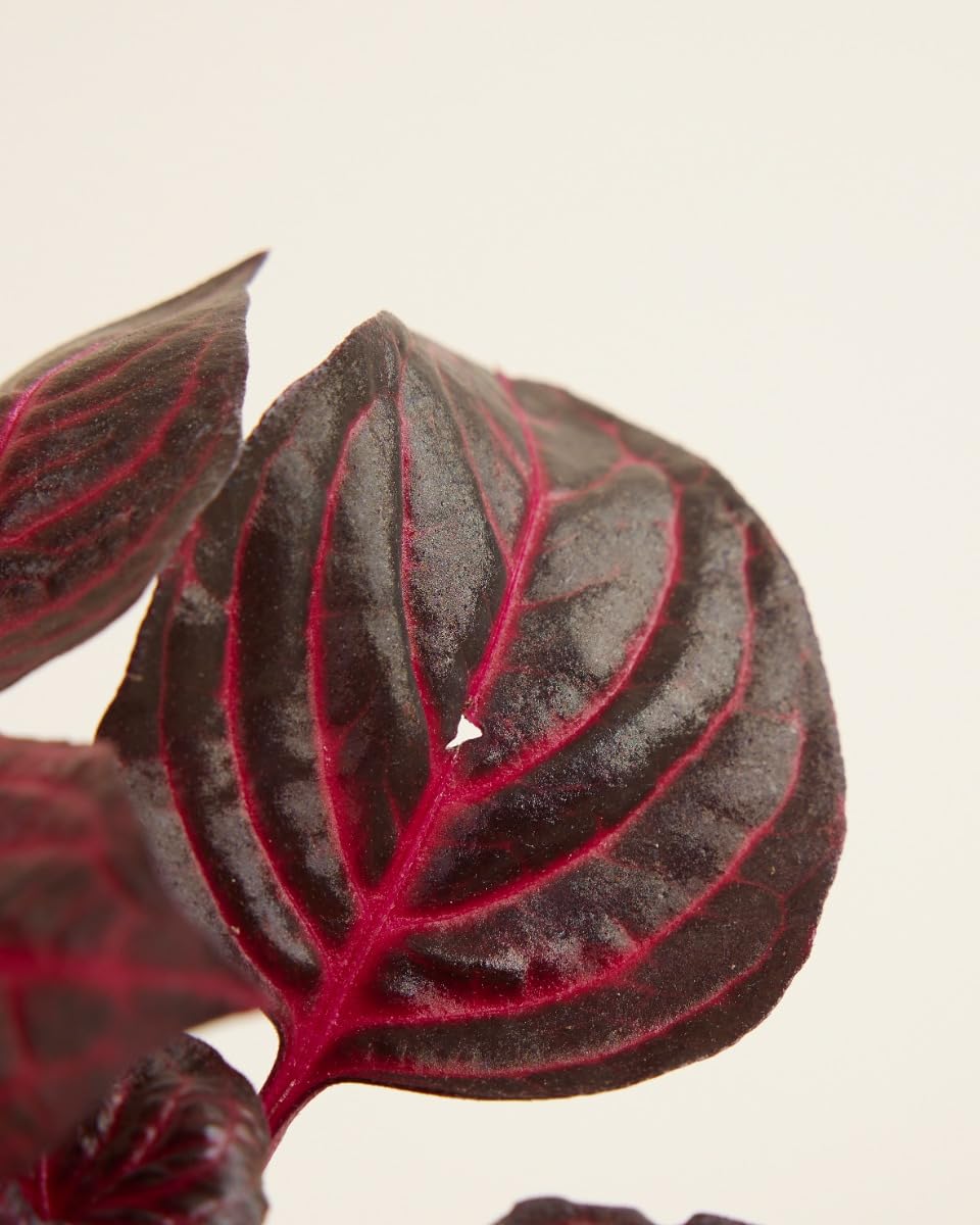 plnts-babyplnts-herbstii-bloodleaf-zimmerpflanze-6cm-topf image 4