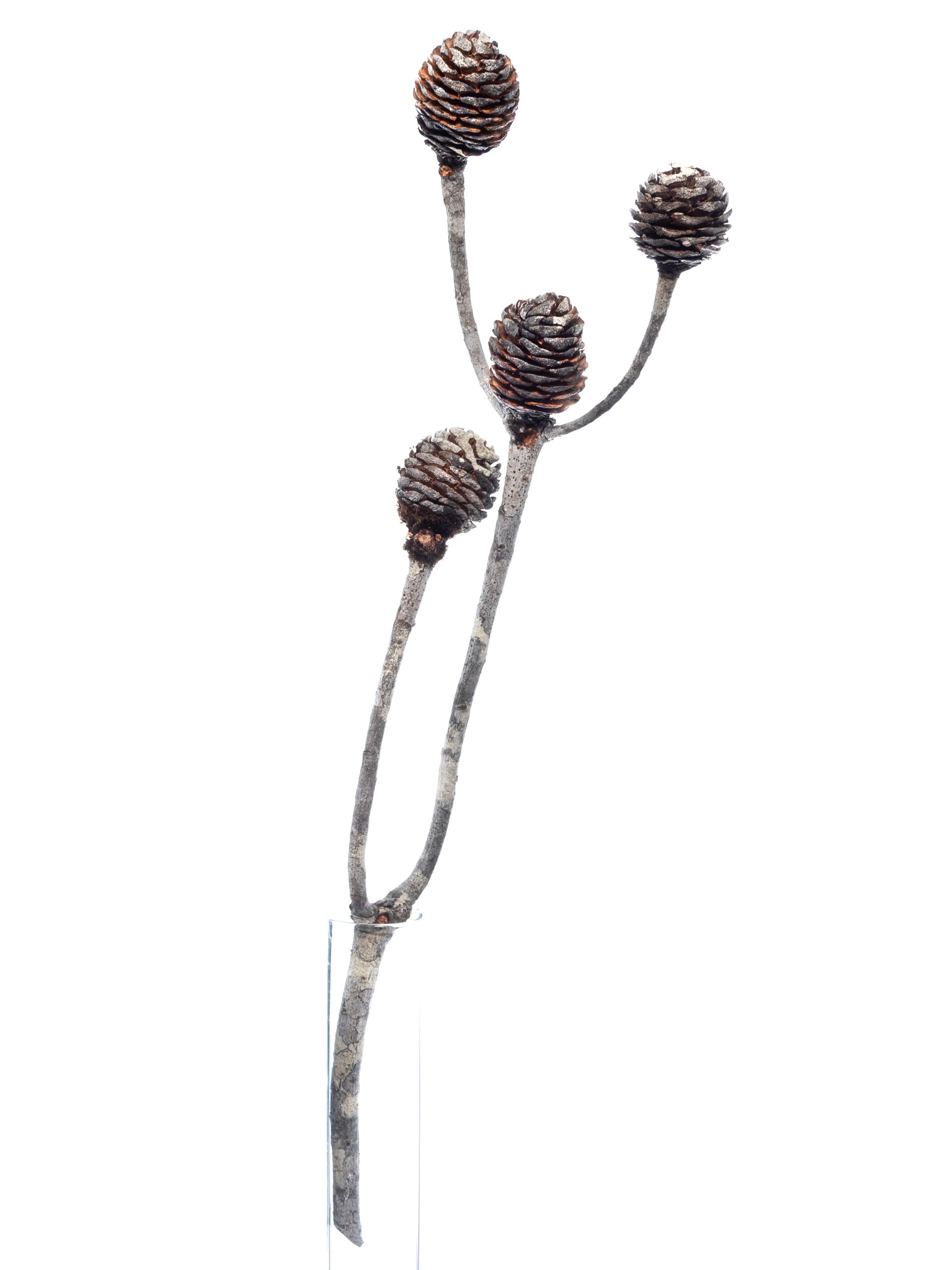 blumigo-herbstdeko-zweige-murii-mit-zapfen-braun-wei-deko image 4
