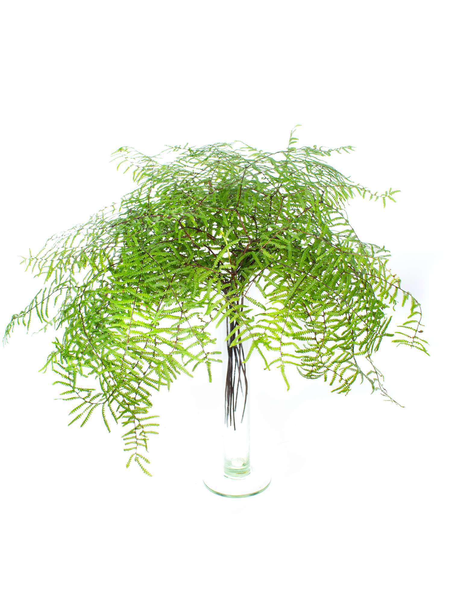blumigo-blattwerk-und-bindegr-n-korallenfarn-schnittgr-n image 3