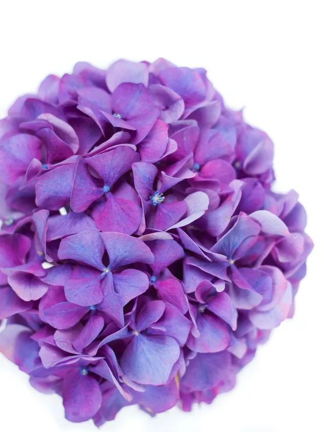 blumigo-motivkarte-lila-hortensie-blumenkarte image 1