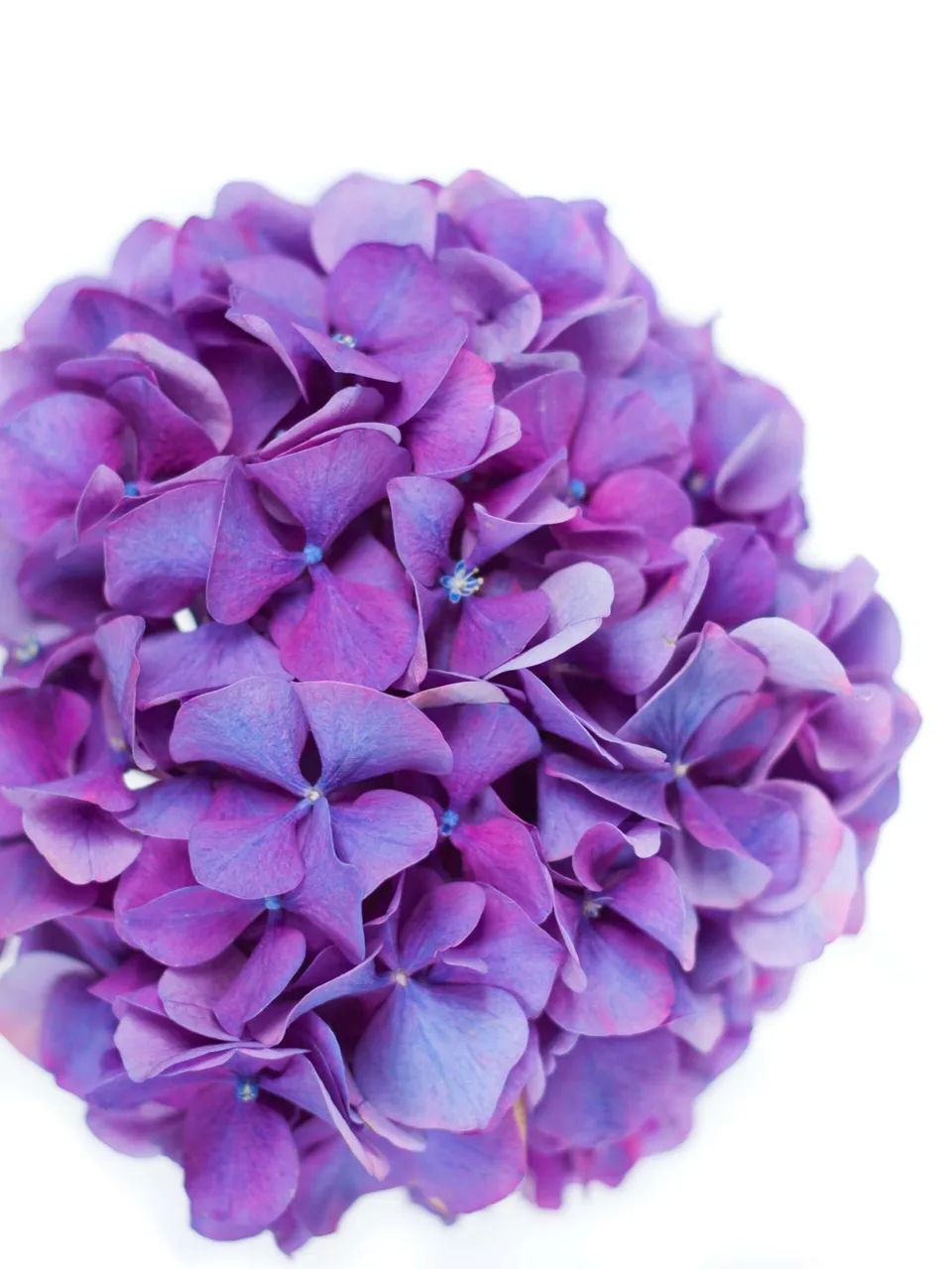 blumigo-motivkarte-lila-hortensie-blumenkarte image 1