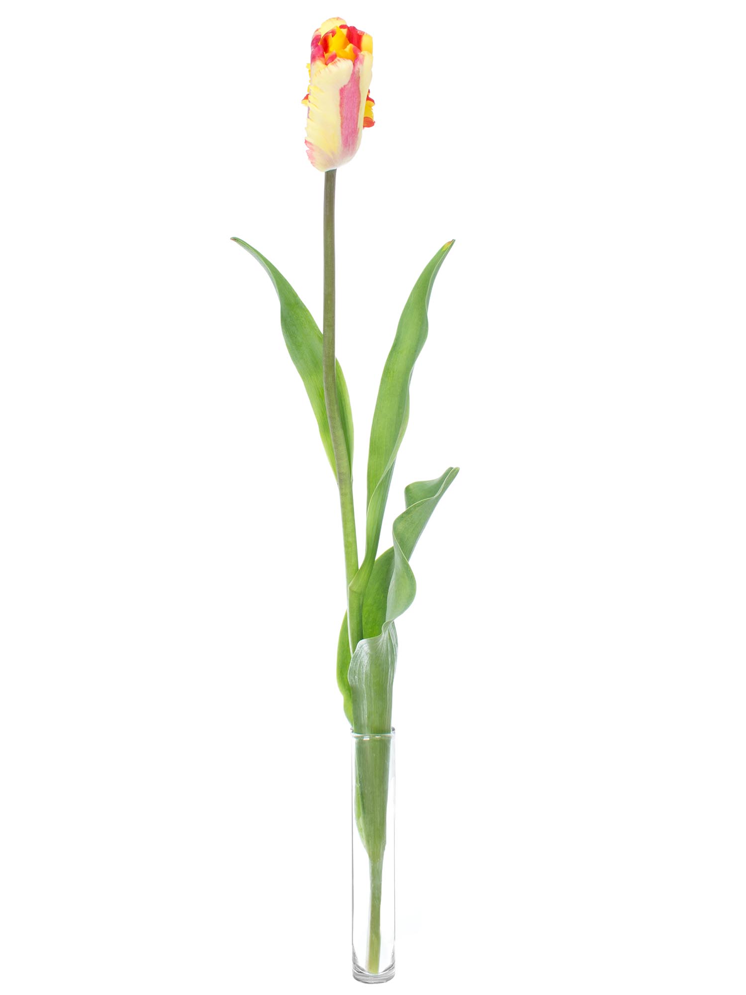 blumigo-tulpen-flaming-parrot-gelb-rot-papagei-stiel image 3