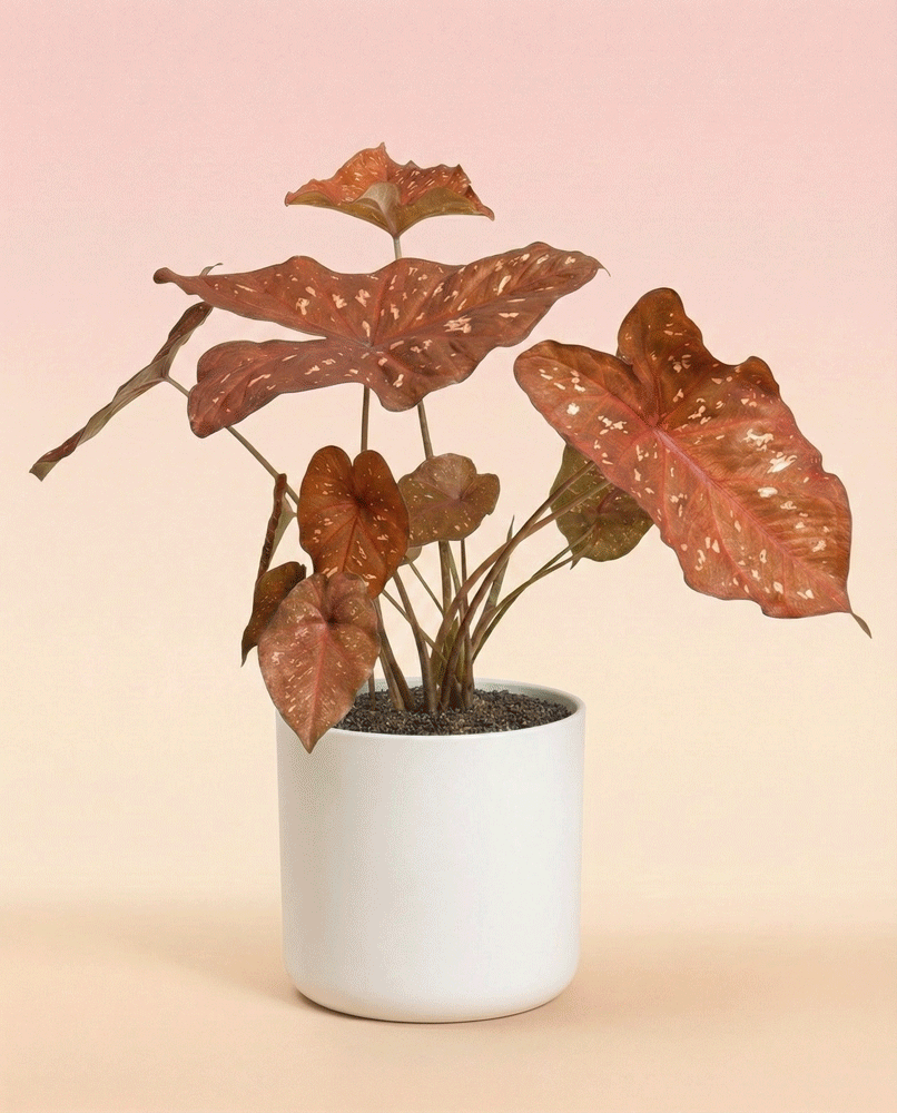 feey-variado-burning-heart-caladium-buntblatt-ohne-topf image 6