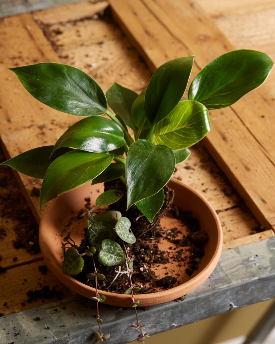 plnts-babyplnts-philodendron-birkin-zimmerpflanze-6cm-topf image 5