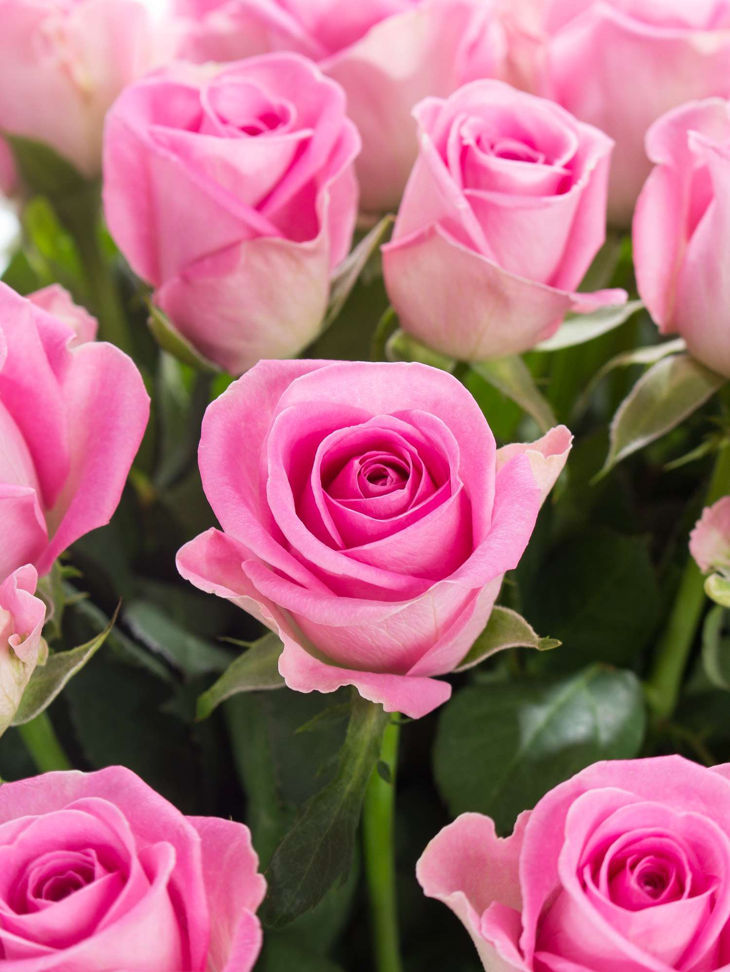 blumigo-rosen-aqua-rosa-frische-schnittblumen image 1