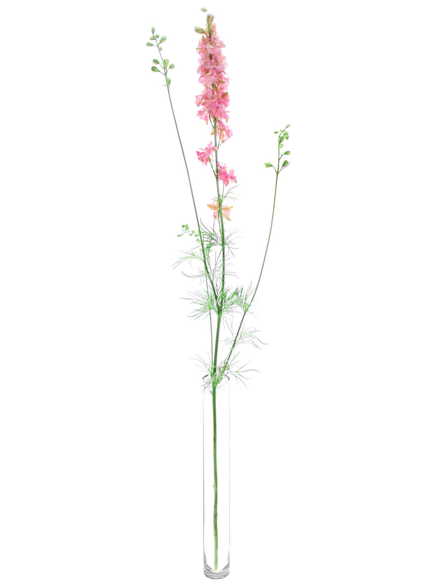 blumigo-l-wenm-ulchen-rittersporn-qis-pink-rosa image 3
