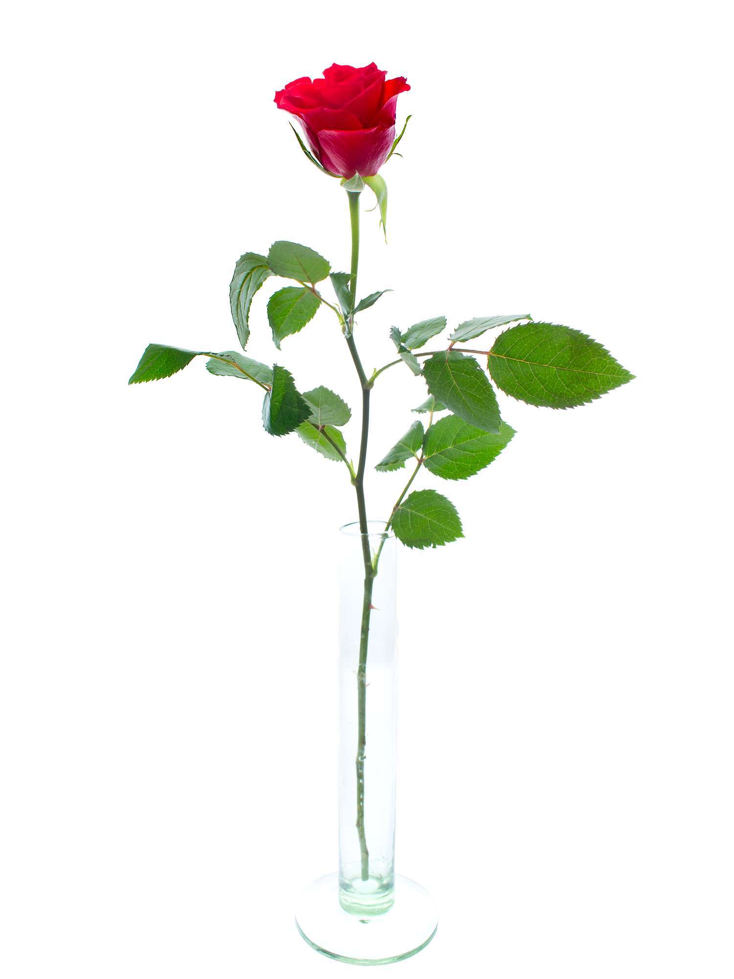 blumigo-rosen-red-calypso-schnittblumen-rot image 3
