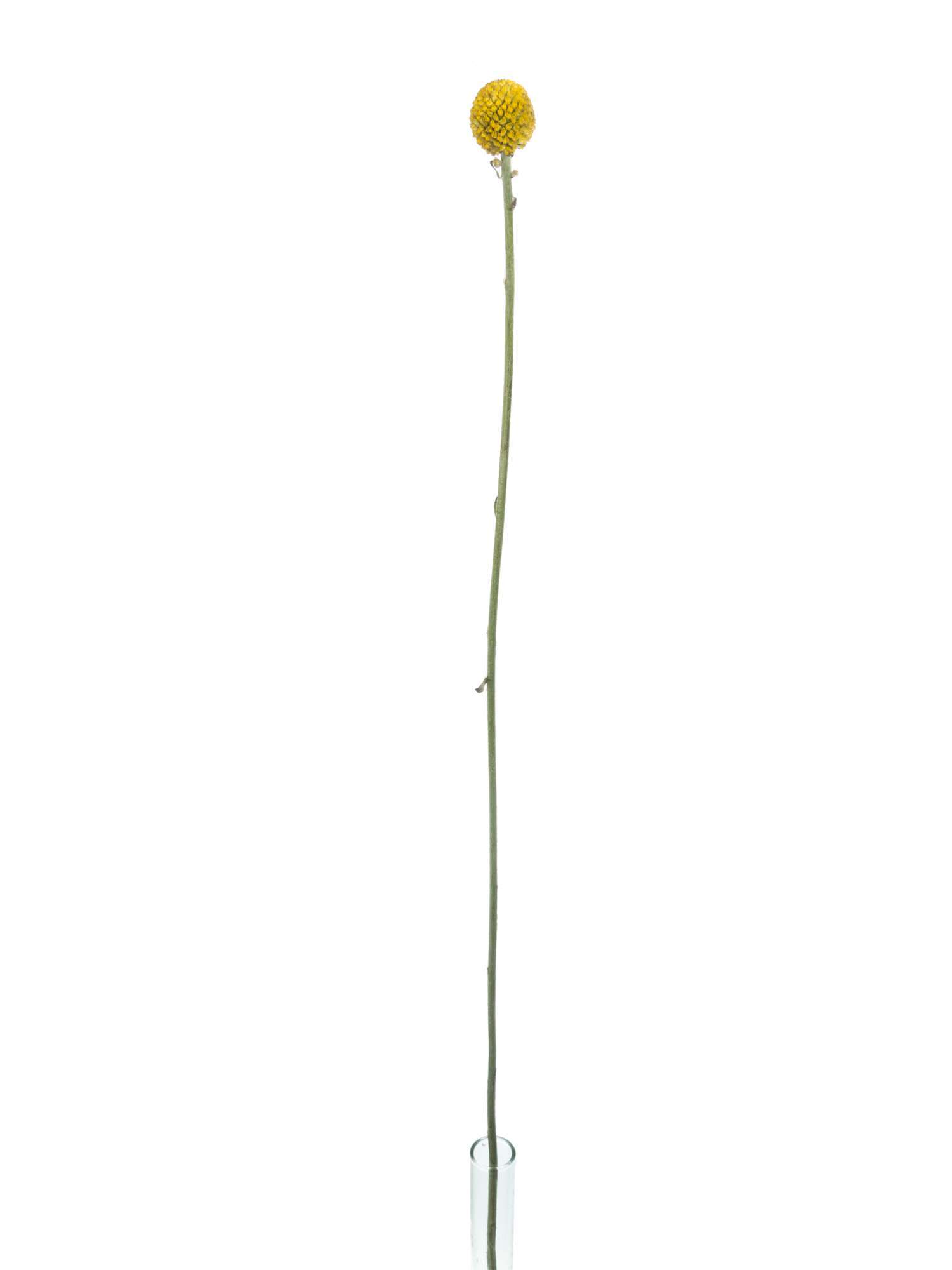 blumigo-trockenblumen-craspedia-gelb-trommelst-cke-vase-strau image 3