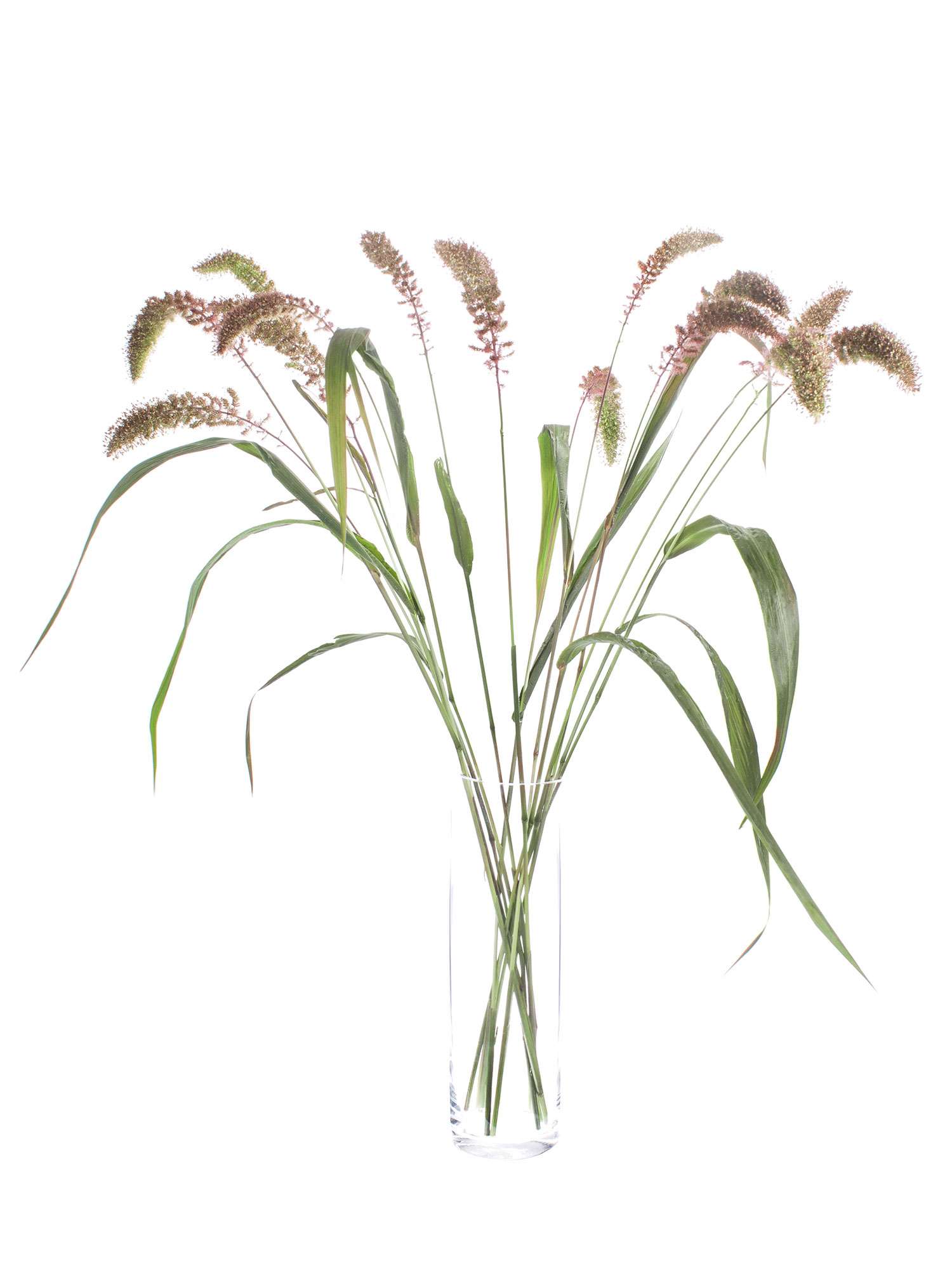 blumigo-bindegr-n-setaria-red-jewel-rot-gr-n-gras image 2