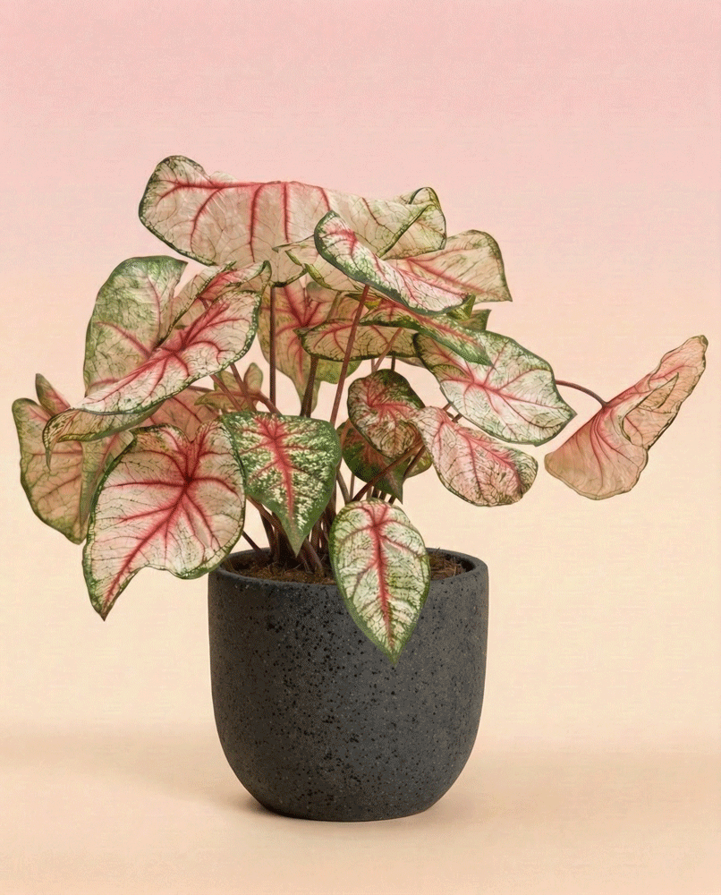 feey-variado-caladium-rhapsody-zimmerpflanze-ohne-topf image 5