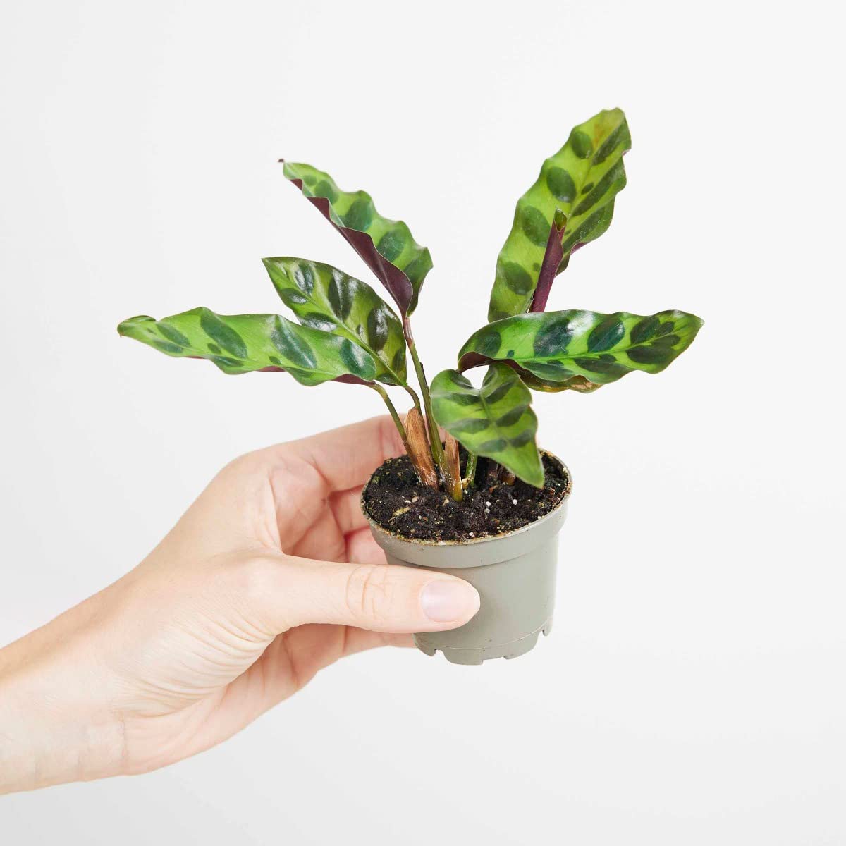 plnts-babyplnts-calathea-lancifolia-zimmerpflanze-15cm image 7