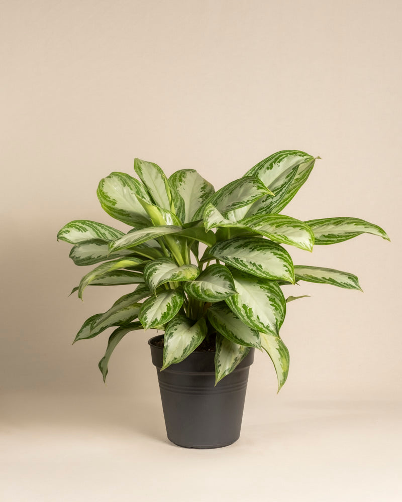 feey-variado-aglaonema-silver-bay-zimmerpflanze-gro-ohne-bertopf image 3