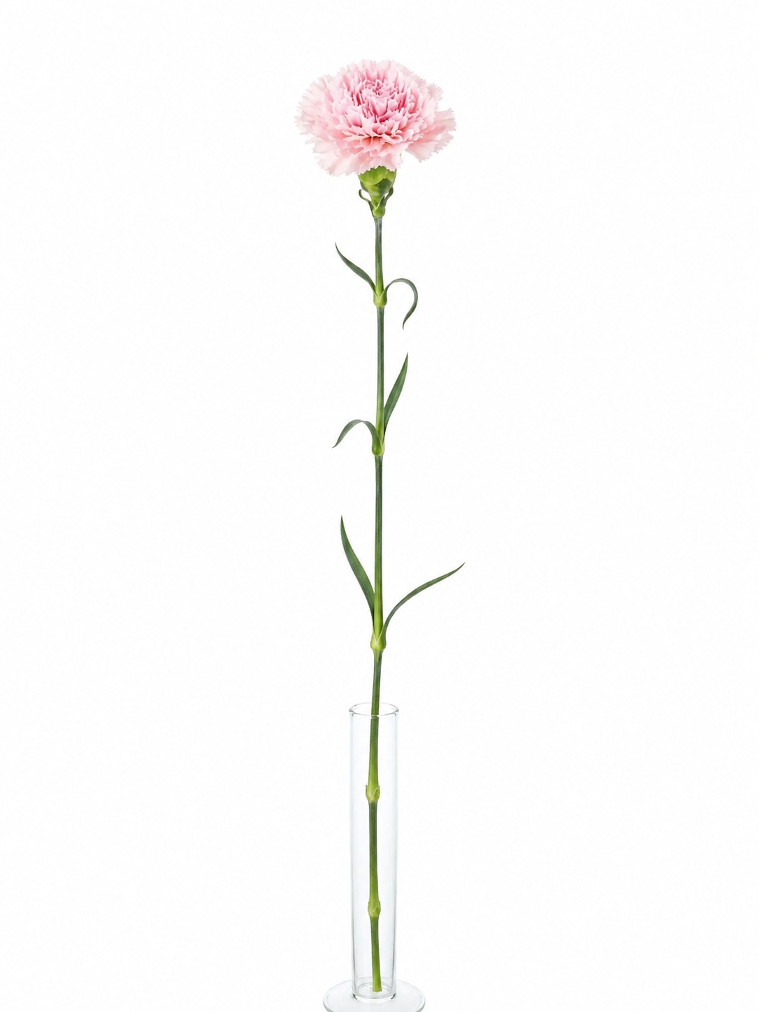 blumigo-edelnelken-mudah-soft-pink-schnittblume-hellrosa image 3