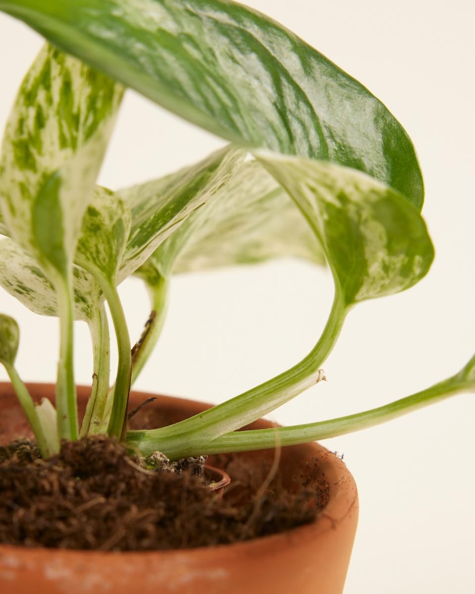 plnts-babyplnts-epipremnum-marble-queen-efeutute-6-cm-topf image 4