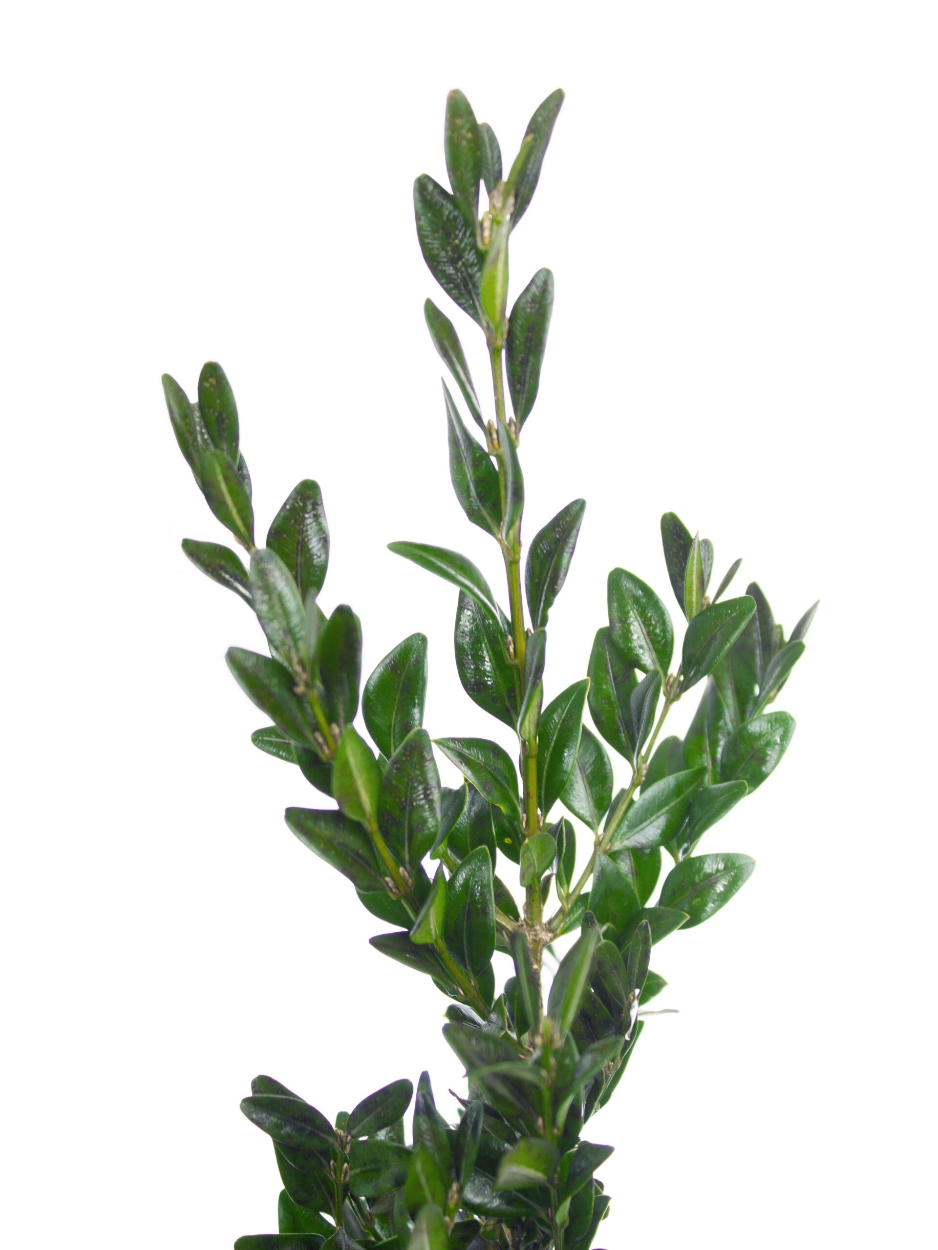 blumigo-blattwerk-und-bindegr-n-buchsbaum-gr-n-schnittgr-n-for-powerpoint-decorn image 5