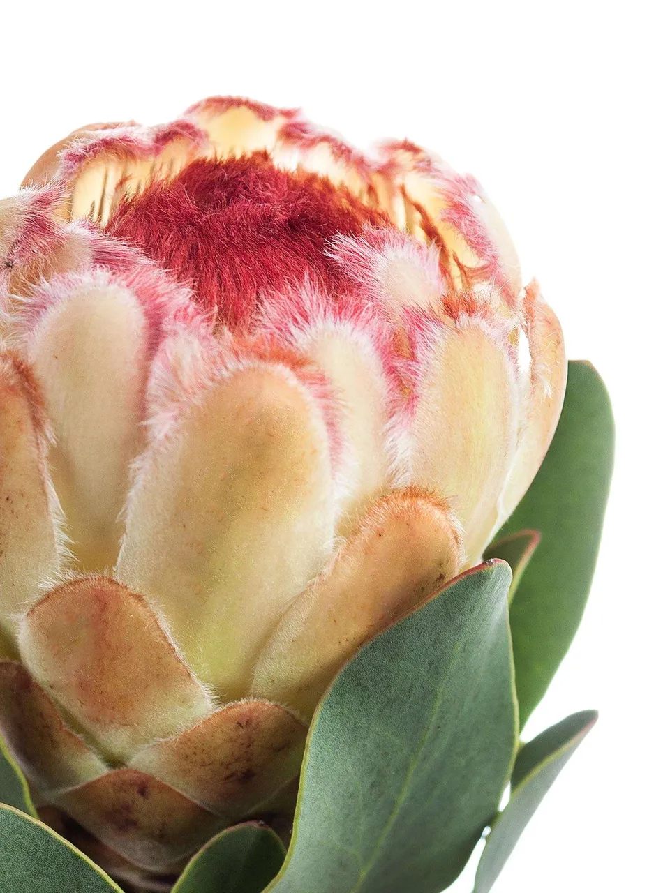blumigo-proteen-grandicolor-protea-schnittblume-creme-pink image 1