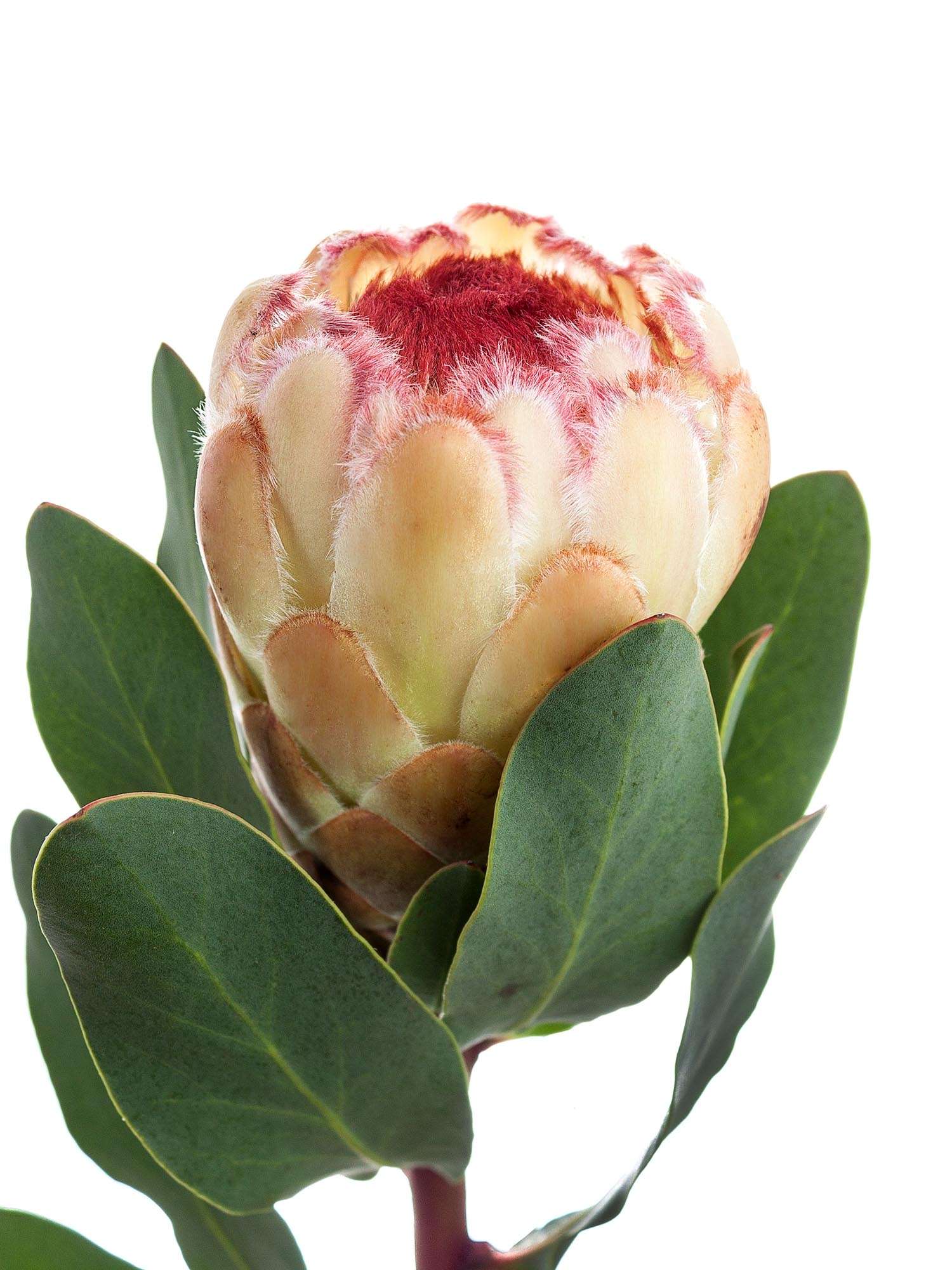 blumigo-proteen-grandicolor-protea-schnittblume-creme-pink image 4