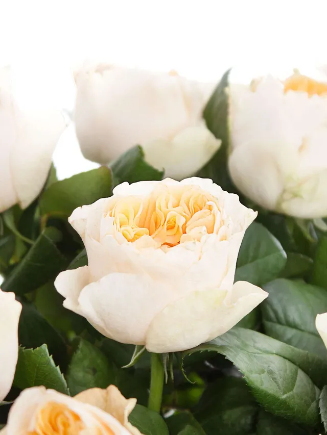 blumigo-rosen-vuvuzela-peach-schnittrosen-creme-apricot-stiel image 1